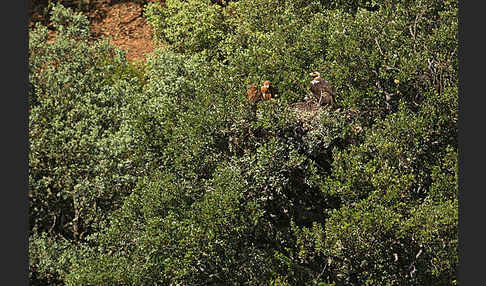 Spanischer Kaiseradler (Aquila adalberti)