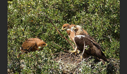 Spanischer Kaiseradler (Aquila adalberti)