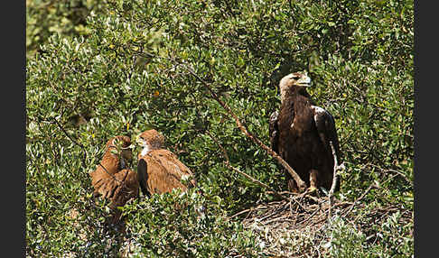 Spanischer Kaiseradler (Aquila adalberti)