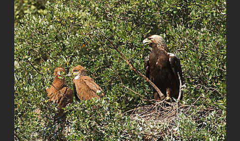 Spanischer Kaiseradler (Aquila adalberti)