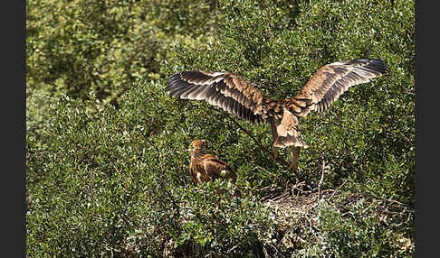 Spanischer Kaiseradler (Aquila adalberti)