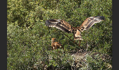 Spanischer Kaiseradler (Aquila adalberti)