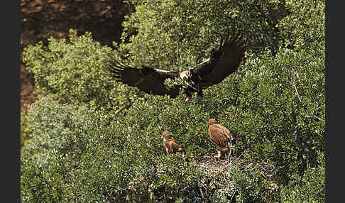Spanischer Kaiseradler (Aquila adalberti)