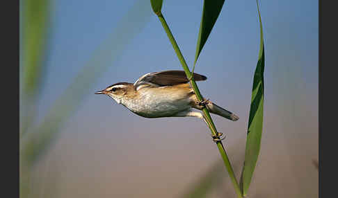 Schilfrohrsänger (Acrocephalus schoenobaenus)