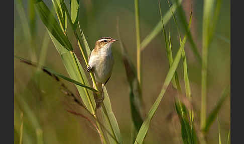 Schilfrohrsänger (Acrocephalus schoenobaenus)