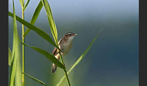 Schilfrohrsänger (Acrocephalus schoenobaenus)