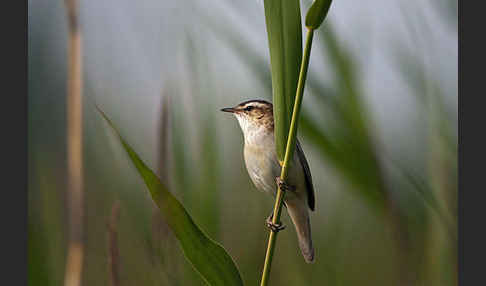 Schilfrohrsänger (Acrocephalus schoenobaenus)