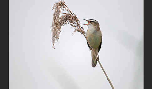 Schilfrohrsänger (Acrocephalus schoenobaenus)