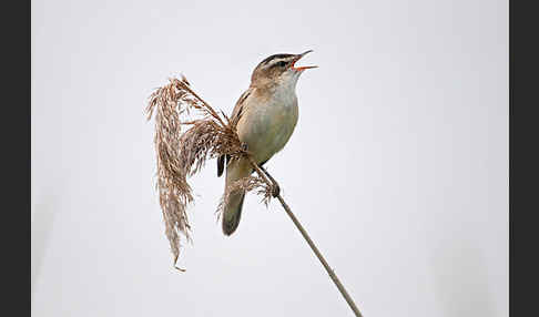 Schilfrohrsänger (Acrocephalus schoenobaenus)