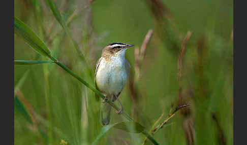 Schilfrohrsänger (Acrocephalus schoenobaenus)