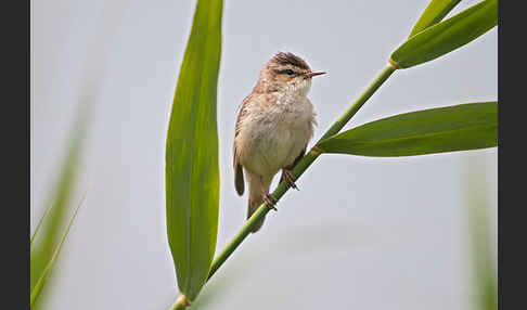 Schilfrohrsänger (Acrocephalus schoenobaenus)