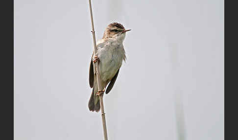 Schilfrohrsänger (Acrocephalus schoenobaenus)