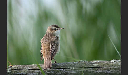 Schilfrohrsänger (Acrocephalus schoenobaenus)