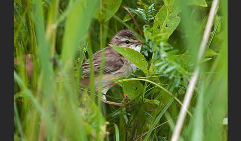 Schilfrohrsänger (Acrocephalus schoenobaenus)