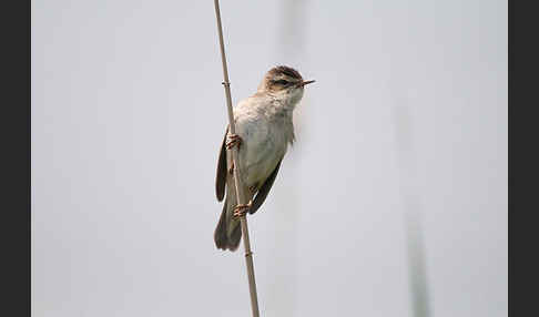 Schilfrohrsänger (Acrocephalus schoenobaenus)