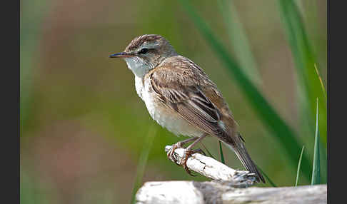 Schilfrohrsänger (Acrocephalus schoenobaenus)