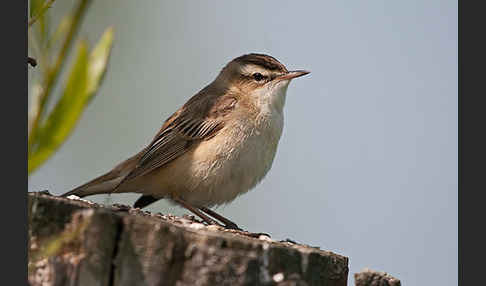 Schilfrohrsänger (Acrocephalus schoenobaenus)