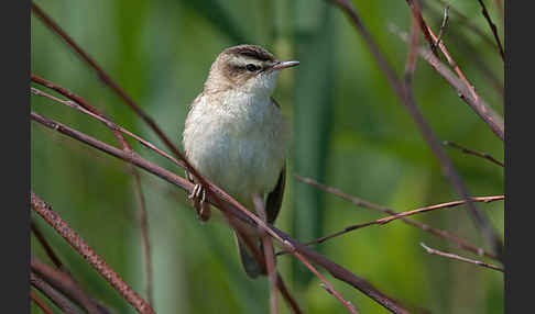 Schilfrohrsänger (Acrocephalus schoenobaenus)