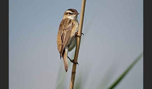 Schilfrohrsänger (Acrocephalus schoenobaenus)