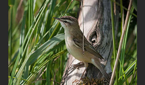 Schilfrohrsänger (Acrocephalus schoenobaenus)
