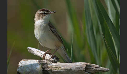 Schilfrohrsänger (Acrocephalus schoenobaenus)