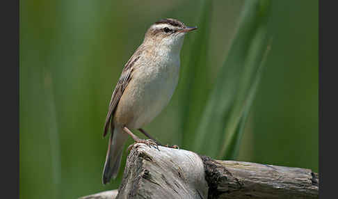 Schilfrohrsänger (Acrocephalus schoenobaenus)