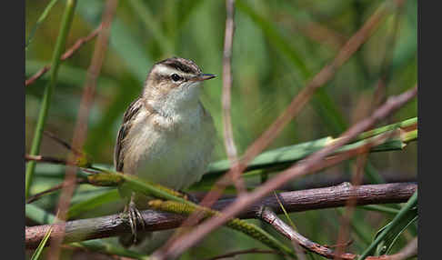 Schilfrohrsänger (Acrocephalus schoenobaenus)