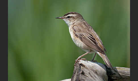 Schilfrohrsänger (Acrocephalus schoenobaenus)