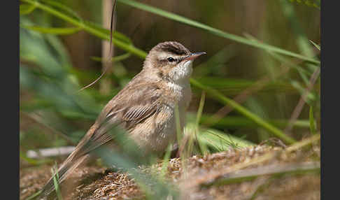 Schilfrohrsänger (Acrocephalus schoenobaenus)