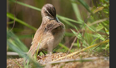 Schilfrohrsänger (Acrocephalus schoenobaenus)