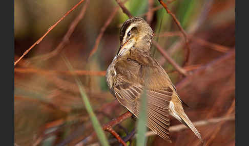 Schilfrohrsänger (Acrocephalus schoenobaenus)