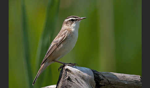 Schilfrohrsänger (Acrocephalus schoenobaenus)