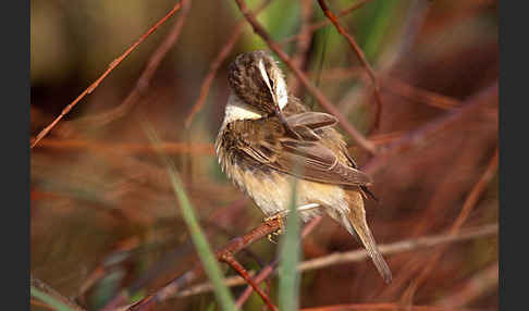 Schilfrohrsänger (Acrocephalus schoenobaenus)