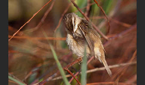 Schilfrohrsänger (Acrocephalus schoenobaenus)