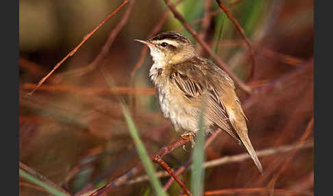 Schilfrohrsänger (Acrocephalus schoenobaenus)