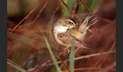 Schilfrohrsänger (Acrocephalus schoenobaenus)