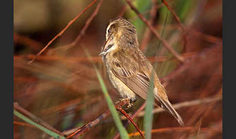 Schilfrohrsänger (Acrocephalus schoenobaenus)