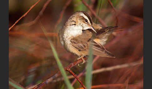 Schilfrohrsänger (Acrocephalus schoenobaenus)