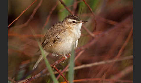 Schilfrohrsänger (Acrocephalus schoenobaenus)