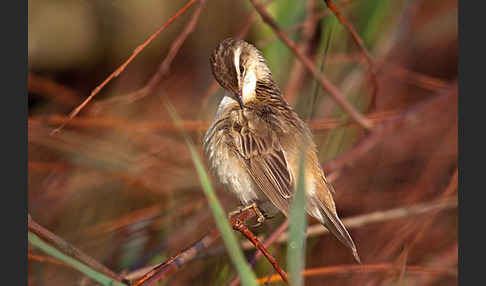 Schilfrohrsänger (Acrocephalus schoenobaenus)