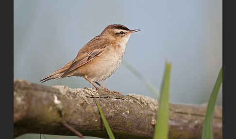 Schilfrohrsänger (Acrocephalus schoenobaenus)