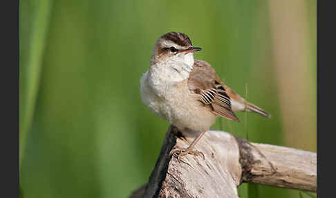 Schilfrohrsänger (Acrocephalus schoenobaenus)