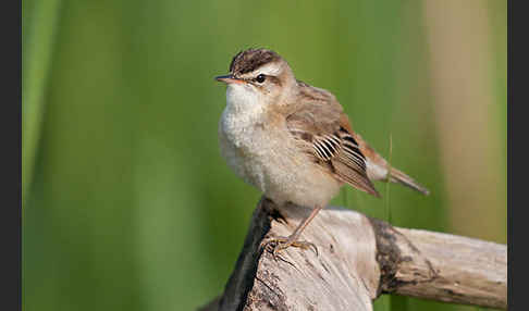 Schilfrohrsänger (Acrocephalus schoenobaenus)