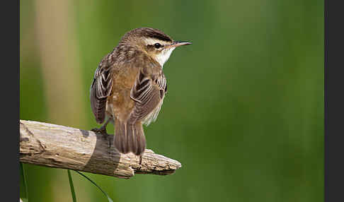 Schilfrohrsänger (Acrocephalus schoenobaenus)