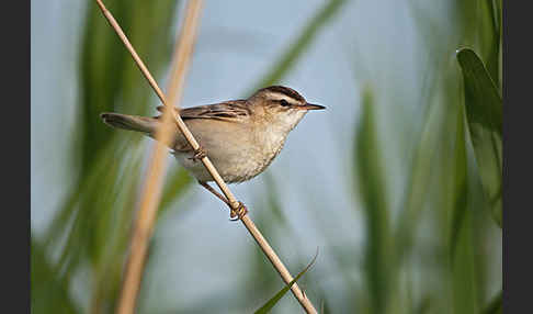 Schilfrohrsänger (Acrocephalus schoenobaenus)