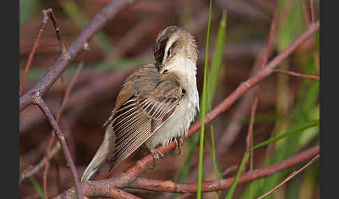 Schilfrohrsänger (Acrocephalus schoenobaenus)