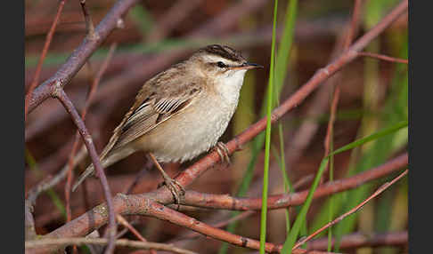 Schilfrohrsänger (Acrocephalus schoenobaenus)