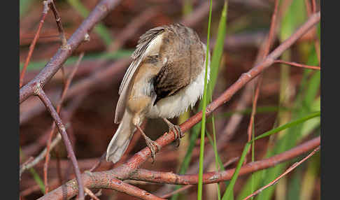 Schilfrohrsänger (Acrocephalus schoenobaenus)