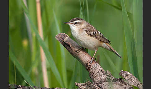 Schilfrohrsänger (Acrocephalus schoenobaenus)