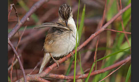 Schilfrohrsänger (Acrocephalus schoenobaenus)